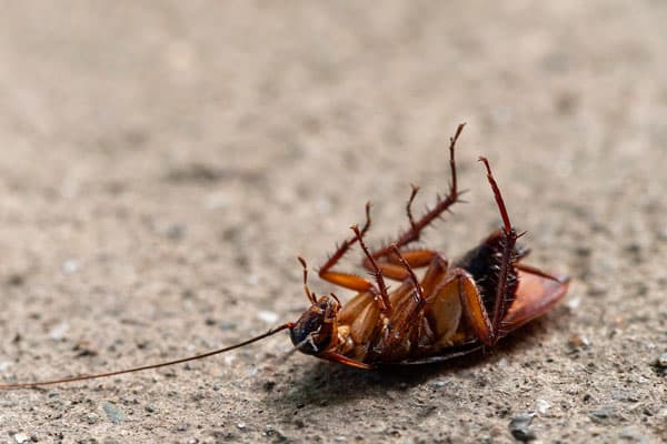 Cockroach lying on its back on a concrete surface