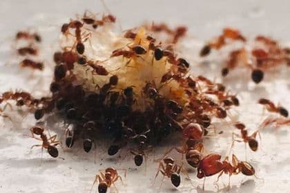 Ants clustered around their brood