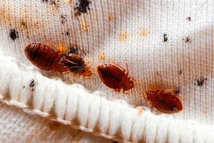 Bed bugs clustered along a mattress seam