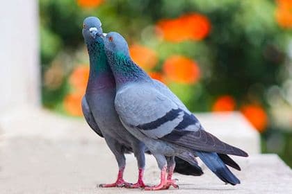 Two pigeons perched on a ledge