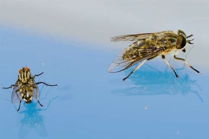 Fly resting beside standing water