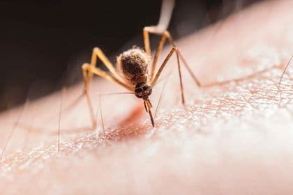 Mosquito feeding on human skin