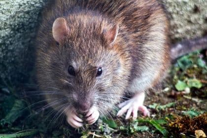 Brown rat feeding outdoors