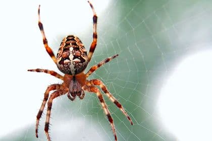 Orb-weaver spider on its web
