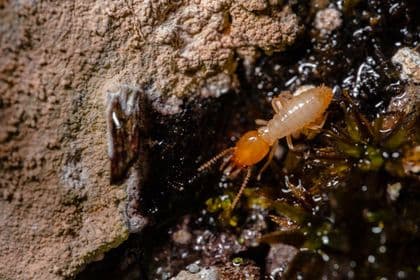 Termite on damp timber